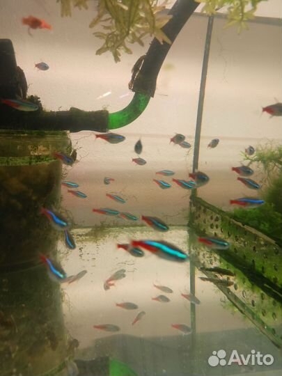 Аквариумные рыбки