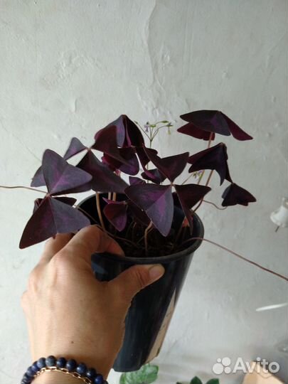 Замиокулькас, комнатные растения