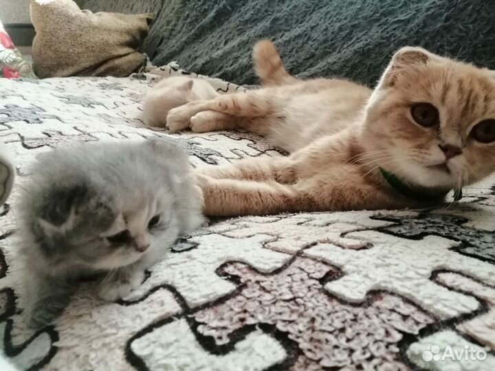 Шотландская кошечка вислоухая