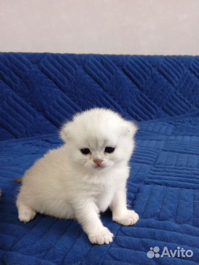 Шотландская