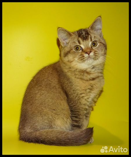 Пятнистые и тиккированные котята шоколадный окрас