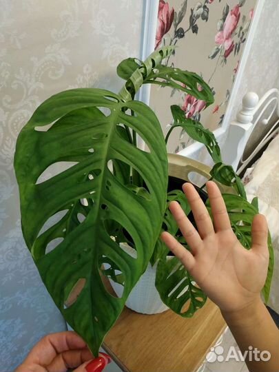 Монстера Фридрихшталя очень крупная