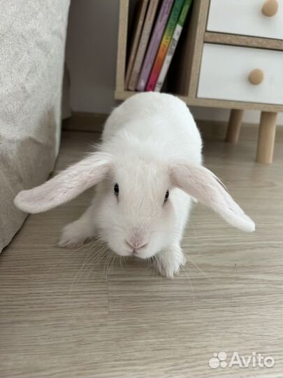 Декоративный кролик