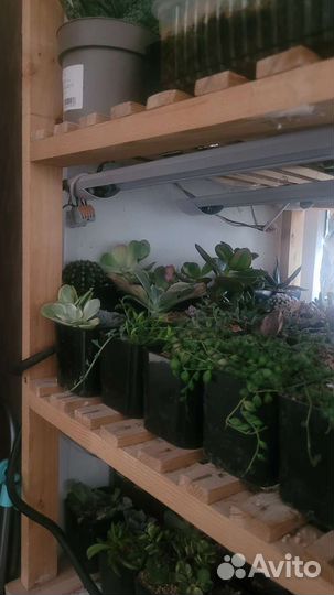 Стеллаж для растений