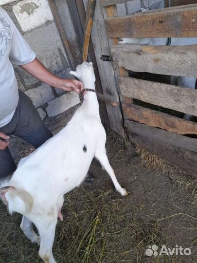 Коза дойная молочная