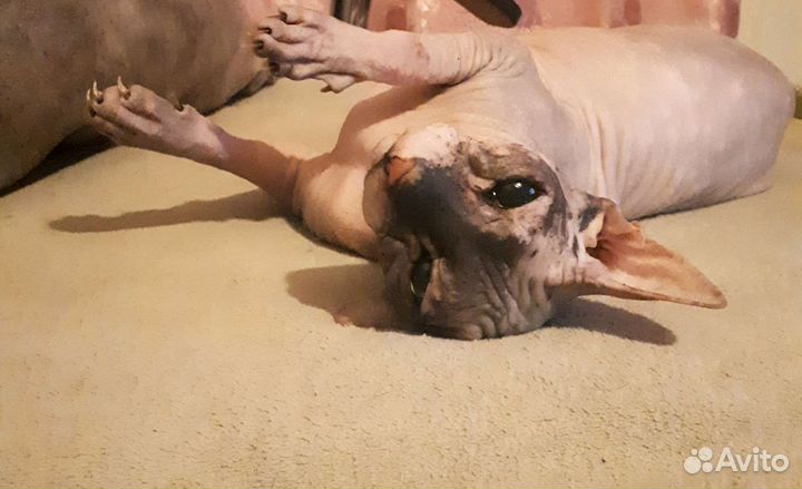 Передержка кошек Фестивальный микрорайон