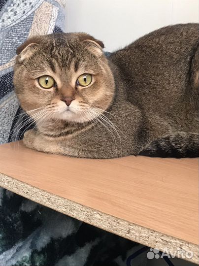 Вязка с котом