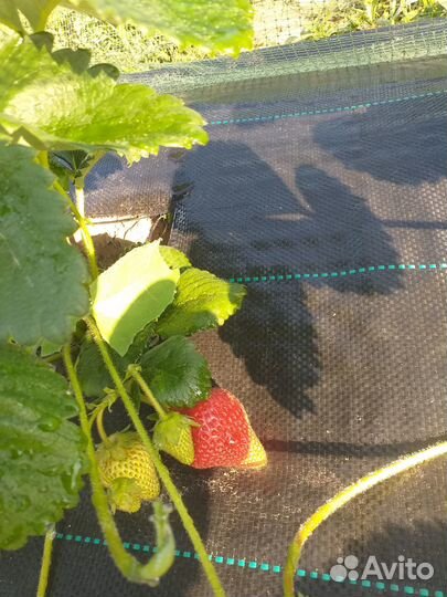 Рассада ремонтантной клубники