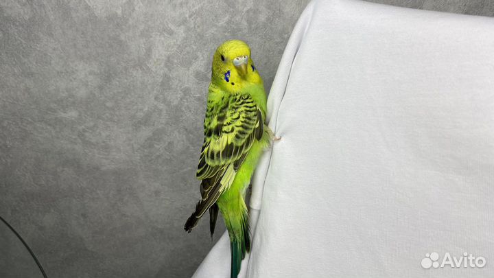 Птенцы волнистых погугаев