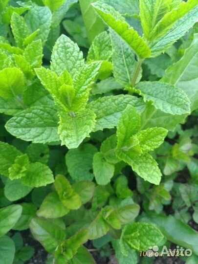 Мята