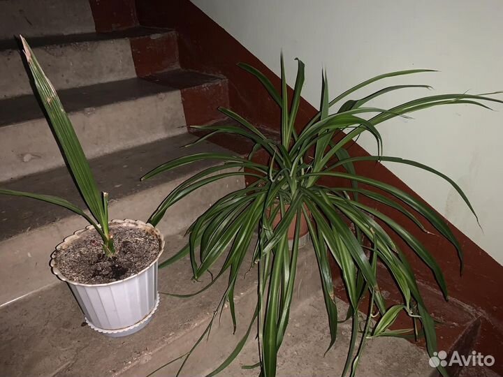 Комнатные цветы