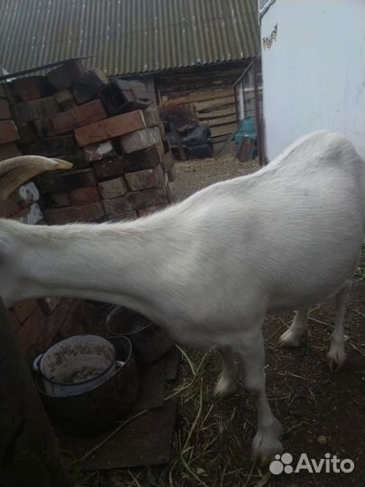 Коза дойная