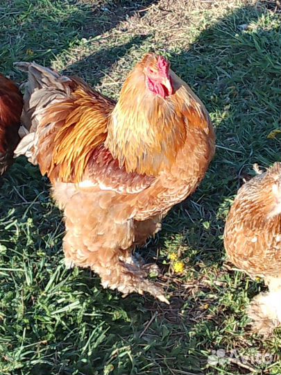 Куры и петухи брама