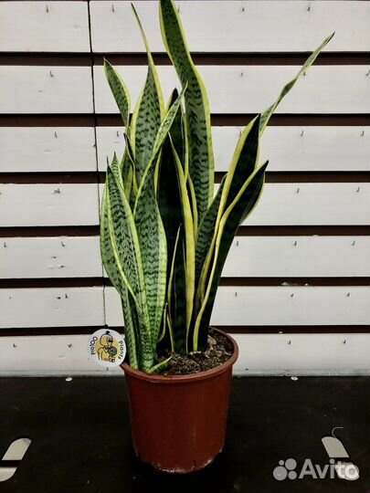 Сансевиерия лауренти H 80