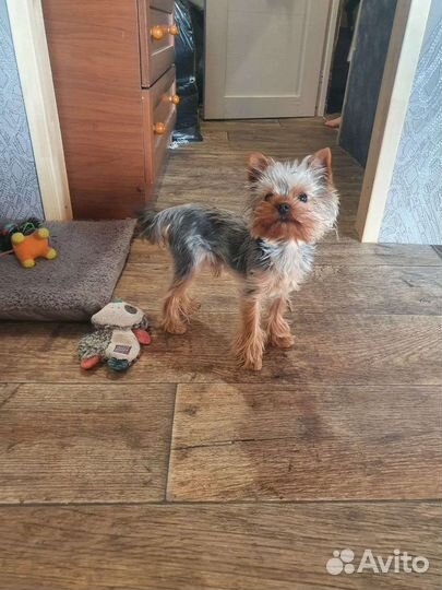 Йоркширский терьер вязка мальчик