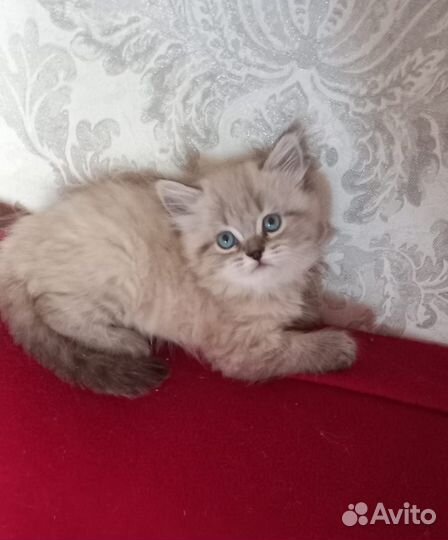 Маскарадная невская котята