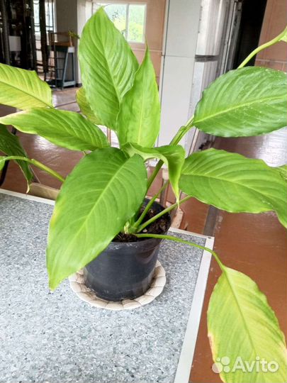 Спатифиллум