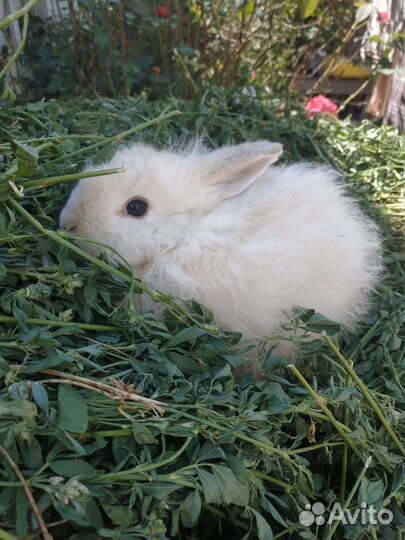 Декоративные кролики