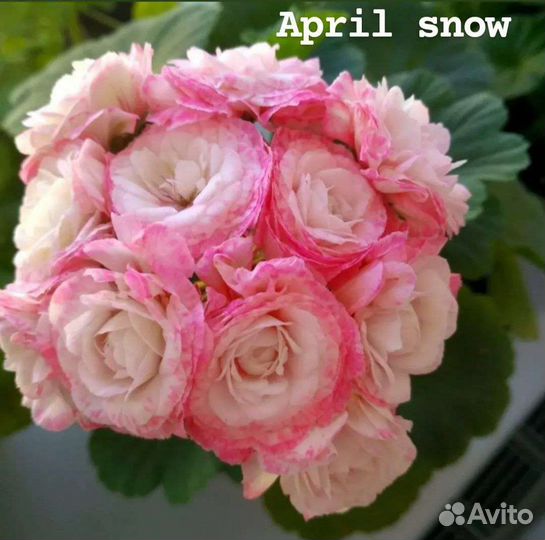 Пеларгонии сортовые