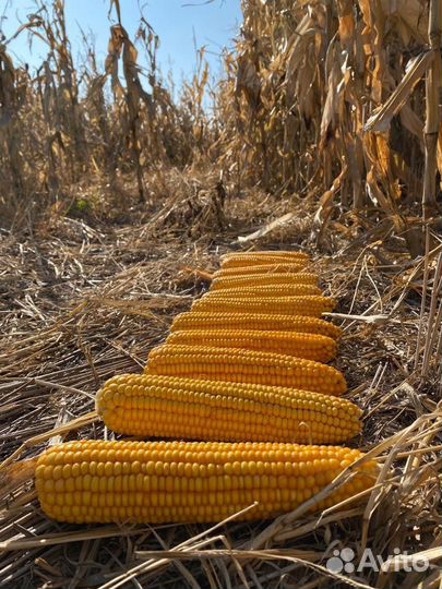 Кукуруза в початках сладкая