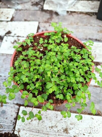 Солейролия