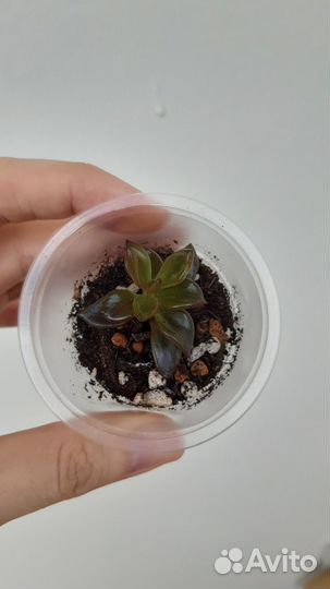 Суккуленты 5 сортов (шоколадное золото, шоколад:)