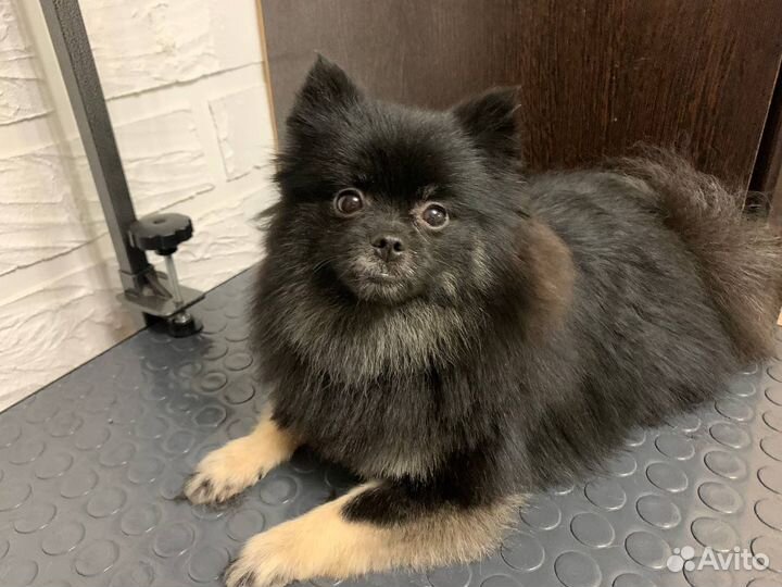 Груминг(Стрижка) собак