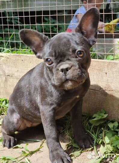 Французский бульдог
