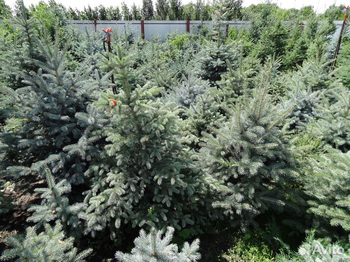 Саженцы для озеления