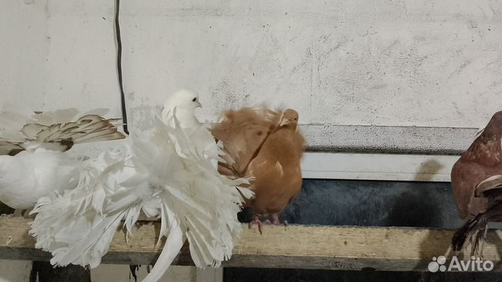 Голуби павлины