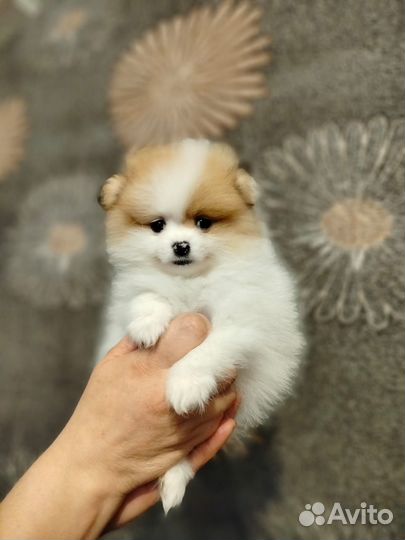 Щеночки шпиц