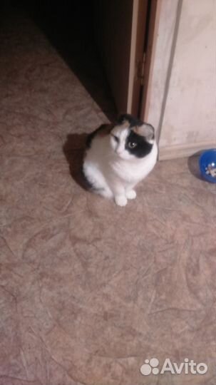 Передержка кошек