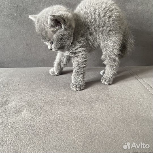 Шотландские котята