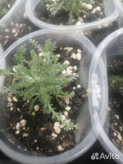 Сантолина сизая