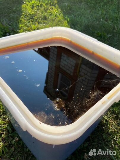 Натуральный мед дягилевый оптом