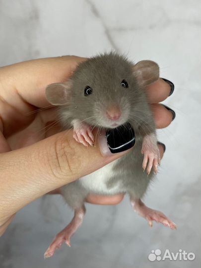 Крысята дамбо есть доставка