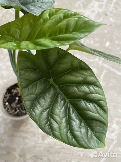 Алоказия синуата, шкура дракона