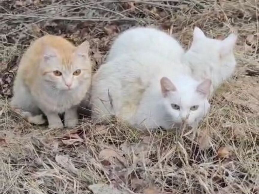 Кошечек бросили в лесу