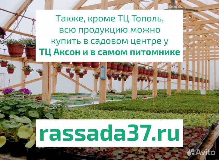 Рассада средней клубники Сибилла фермерская