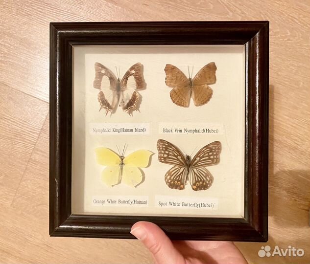Бабочки в рамке за стеклом 20*20 см