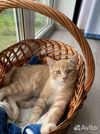 Котенок в добрые руки бесплатно