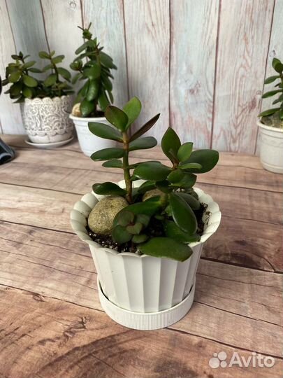 Садики с нефритовыми растениями