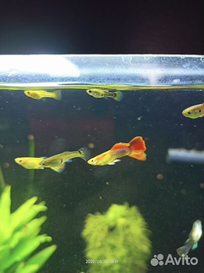 Аквариумные рыбки гуппи