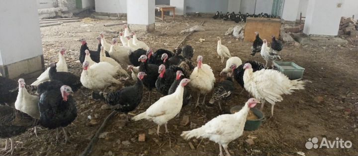 Инкуб яйцо индейки из Кургана доставка