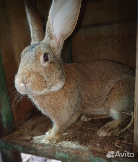 Мясо кролика, кролики на племя