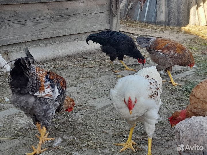 Молодые петушки