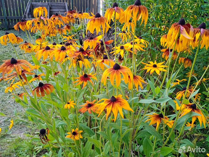 Отдам даром цветы