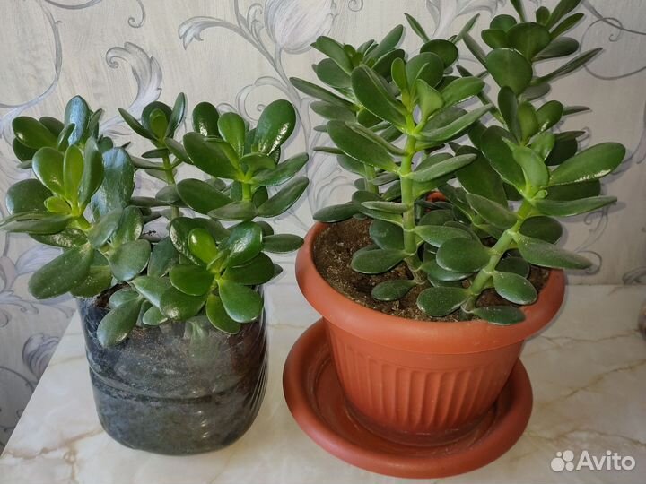 Crassula.Денежное дерево(Толстянка)