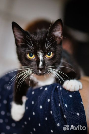 Котенек Люсинда