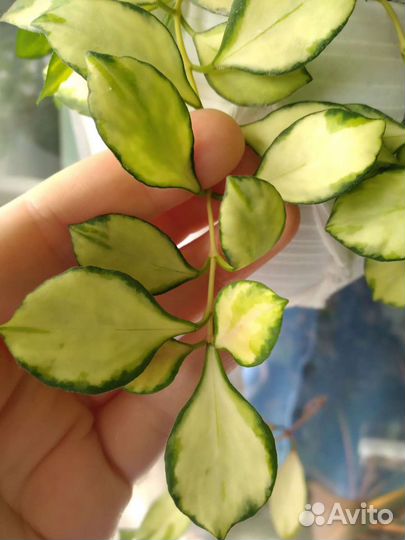 Хойи разные ч.3